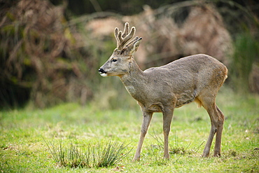 Roebuck velvet, Ardennes Belgium 