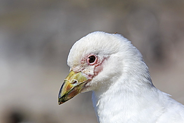 Portrait of pale-faced sheathbill, Falkland Islands