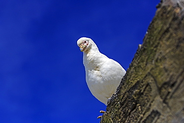 Pale-faced sheathbill on rock, Falkland Islands