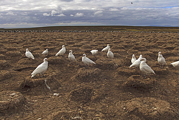 Pale-faced sheathbills on imperial shags abandoned nests