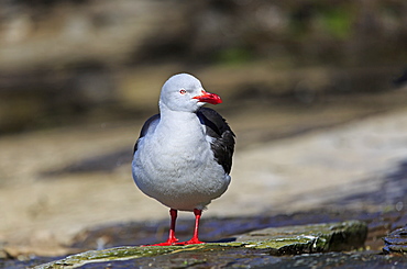 Adult breeding dolphin gull, Falkland Islands