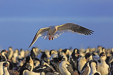 Adult breeding dolphin gull flying over imperial shags