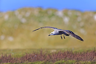 Kelp gull ready to land, Falkland Islands