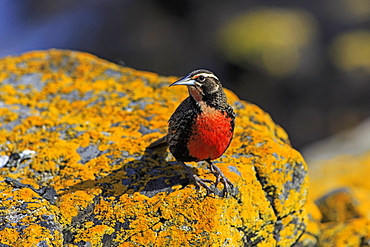 Long-tailed meadowlark on a rock, Falkland Islands