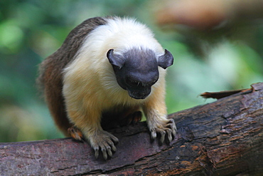 Brazilian bare-faced tamarin on a branch 