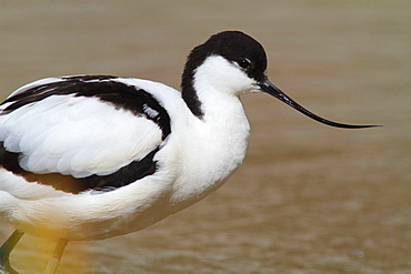 Pied Avocet wading