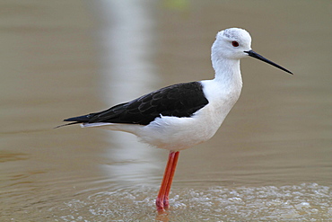 Ceylon Stilt wading