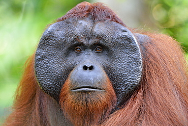 Orang-utang, Indonesia