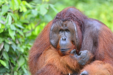 Orang-utang, Indonesia