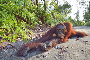 Orang-utang, Indonesia