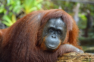 Orang-utang, Indonesia