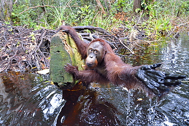 Orang-utang, Indonesia