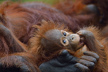 Orang-utang, Indonesia