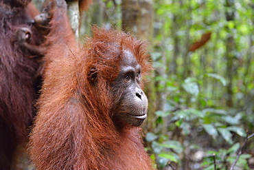 Orang-utang, Indonesia