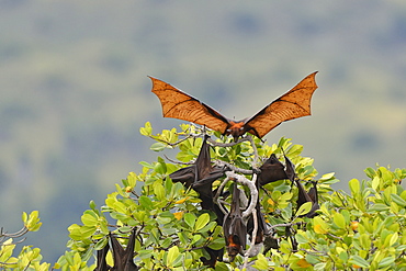 Black flying fox, Komodo National Park