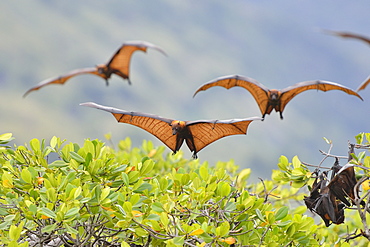 Black flying fox, Komodo National Park