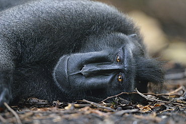 Celebes crested macaque, Indonesia