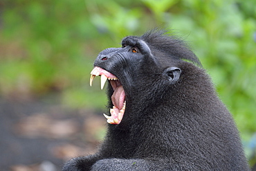 Celebes crested macaque, Indonesia