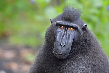 Celebes crested macaque, Indonesia