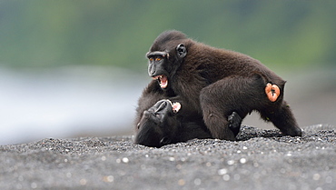 Celebes crested macaque, Indonesia