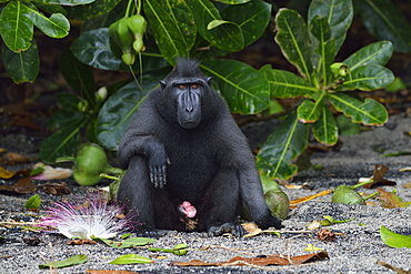 Celebes crested macaque, Indonesia