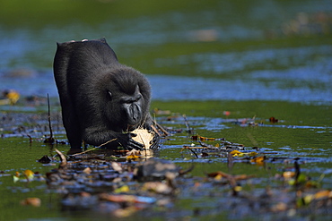 Celebes crested macaque, Indonesia