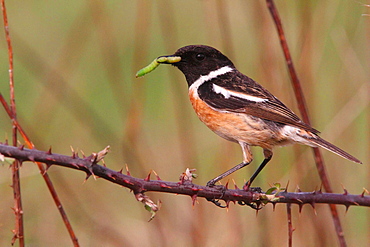 Common Stonechat male feeding on bramble, France