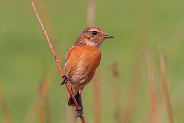 Common Stonechat female on a stem, France