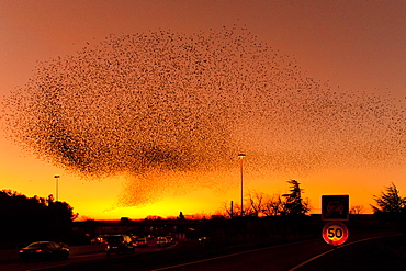 Common Starlings joining their dormitory in winter, France