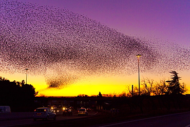 Common Starlings joining their dormitory in winter, France