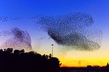 Common Starlings joining their dormitory in winter, France