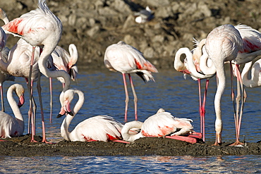 Flamingos at nest, Pont de Gau Camargue France