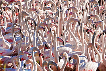 Flamingos, Pond Ca Sigean African Reserve France