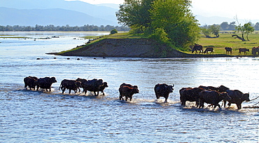 Water buffaloes wading, Lake Kerkini Greece 