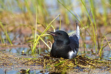 White-winged Tern in a colony, Rakamaz Hungary 