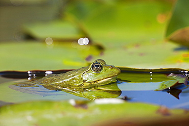 Lowland frog in water, France