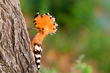 Eurasian Hoopoe male on a trunk, France