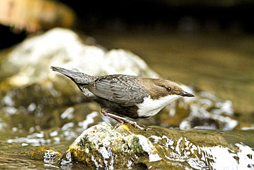 White-throater Dipper on bank, Slovensky Raj NP Slovakia 