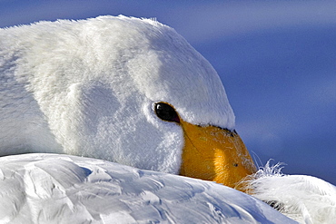 Portrait of Whooper Swan at rest, Hokkaido Japan 