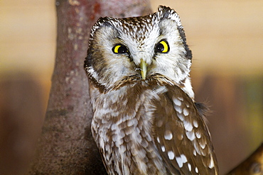 Boreal Owl on a branch Bayerischer Wald, Germany 