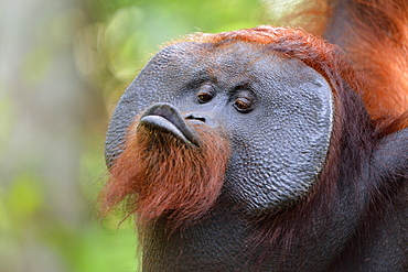 Orang-utang, Kalimantan