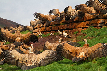 Griffon vultures on ground with wings spread, Spain