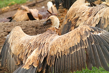 Griffon vulture on ground with wings spread, Spain