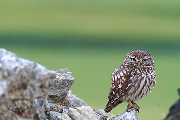 Little Owl on rock, Spain