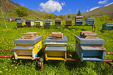 Hives in a meadow, Abruzzo Italy