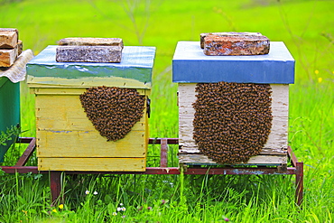 Colonized hives occupied by swarms, Abruzzo Italy 