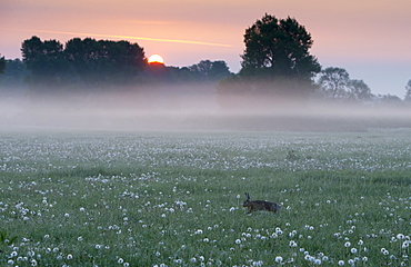 Brown Hare running in a meadow at sunrise at spring GB