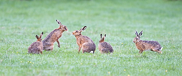 Brown Hares in a meadow at sunrise  at spring GB