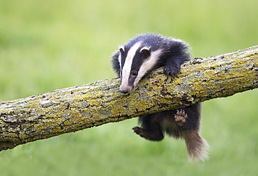 Badger climbing on a tree at spring GB