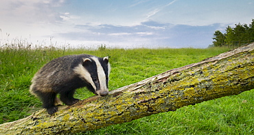 Badger climbing on a tree at spring GB